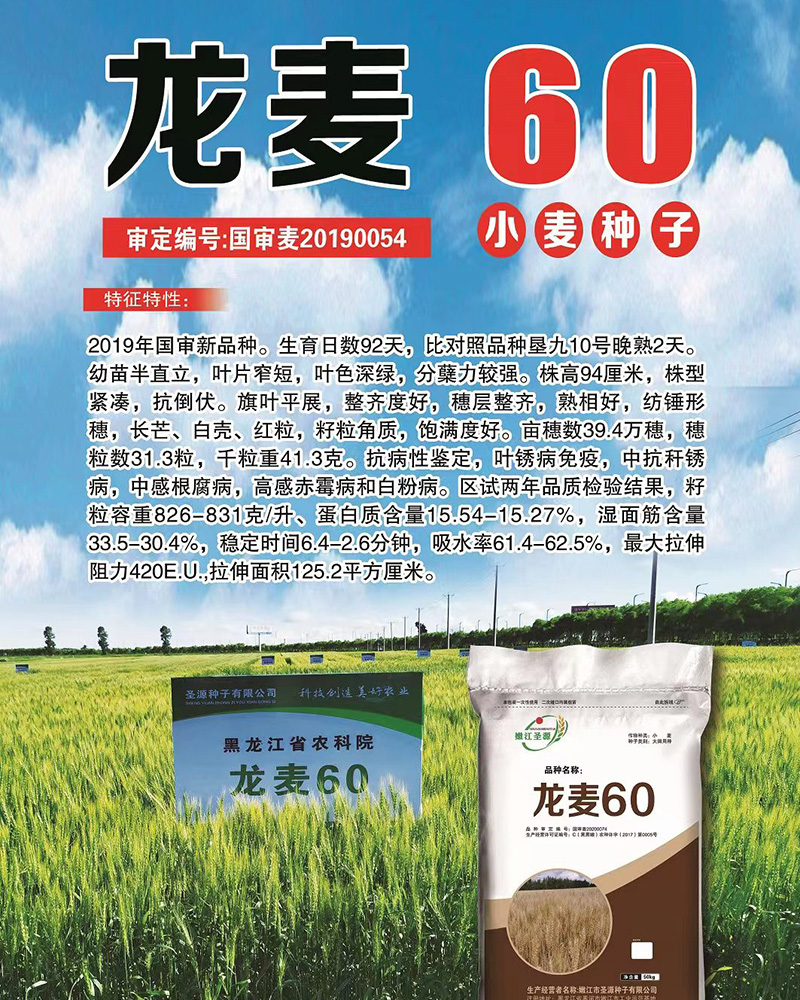 黑河小麥種子 黑河小麥種子